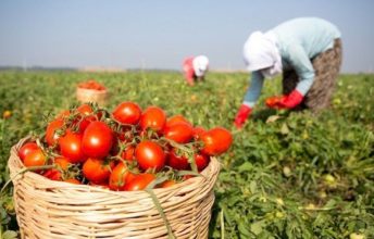 Beykozlu Çiftçilere Alım Garantili Üreticilik Müjdesi